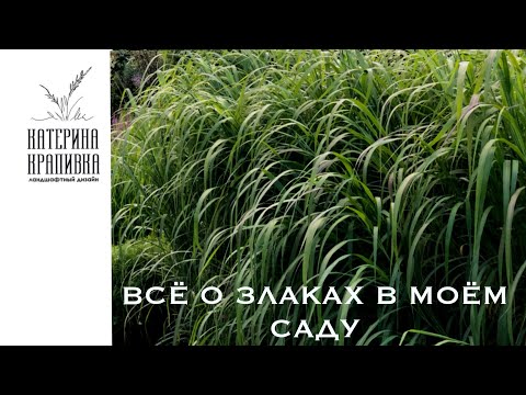 Видео: Всё о злаках в моём саду