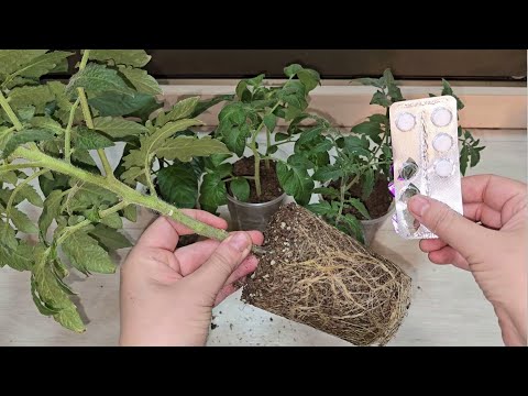 Видео: 2 ТАБЛЕТКИ и РАССАДА толстеет на глазах из слабой в мощную за пару дней