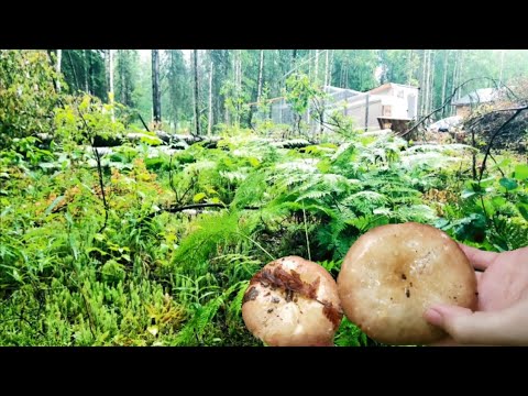 Видео: Заканчиваем Строить Курятник|Набрали Грибов Около Дома|Большая Семья на Аляске (12)