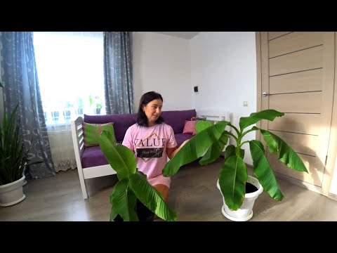 Видео: Зимовка наших бананов дома. Проблемы и уход за бананом.