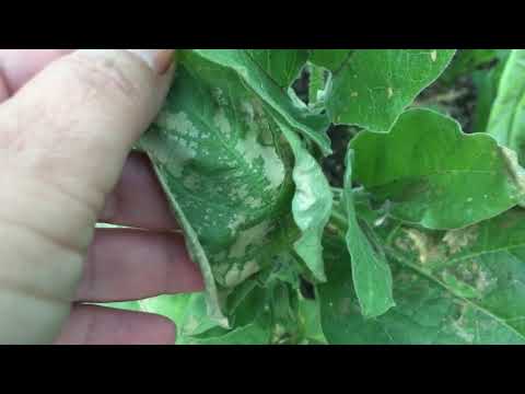 Видео: ЧУДЕСА ЛЕТНИХ ПОДКОРМОК с Органик Микс