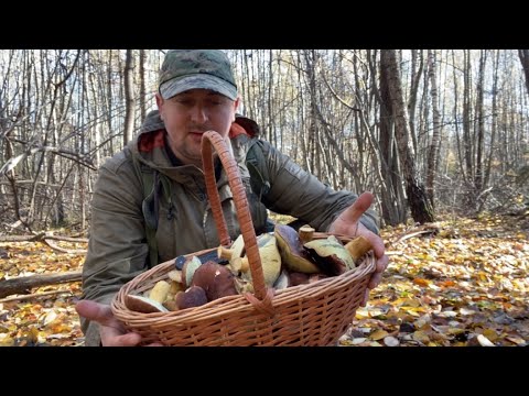 Видео: Головне знати МІСЦЕ!! І навіть пізно ⏰ осінню можна ЗБИРАТИ ПОВНІ КОШИКИ 🧺 ГРИБІВ..