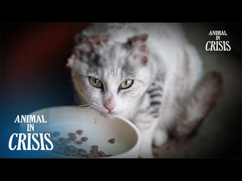 Видео: Кто обжёг спину этого кота химикатами? Животное в кризисе, эпизод 403