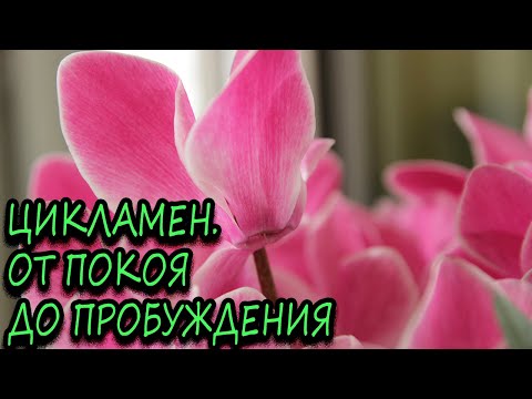 Видео: Цикламен. От покоя до пробуждения. [Надежда и Мир]