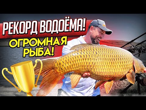 Видео: РЫБАЛКА! РЕКОРД ВОДОЁМА "РАЗЛИВ"! ОГРОМНАЯ РЫБА :)