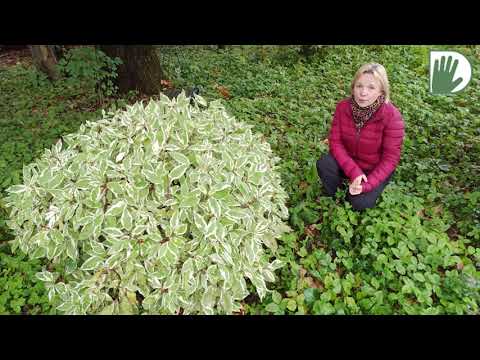 Видео: Видео журнал «Сады в отличной форме №57»  Подмосковный «Английский сад »