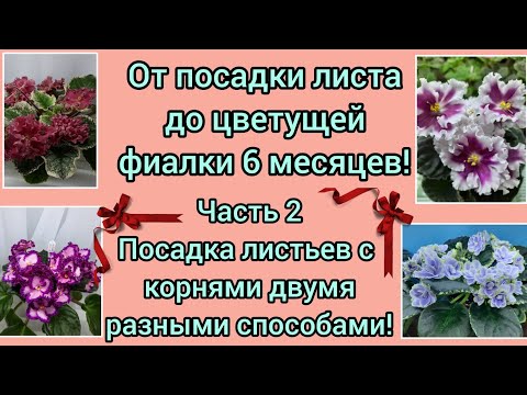Видео: Показываю 2 разных способа посадки листового черенка с корнями! Один способ требует меньше ухода!