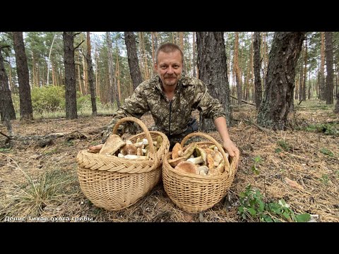 Видео: Боровики полянами в сосновом бору возле Дона