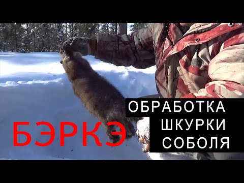 Видео: БЭРКЭ. ПОЛЕВАЯ ОБРАБОТКА ШКУРКИ СОБОЛЯ.