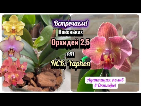 Видео: Распаковка НОВЕНЬКИХ орхидей 2,5 от NCK, Yaphon. Как адаптировать орхидей малышей? #plants #garden