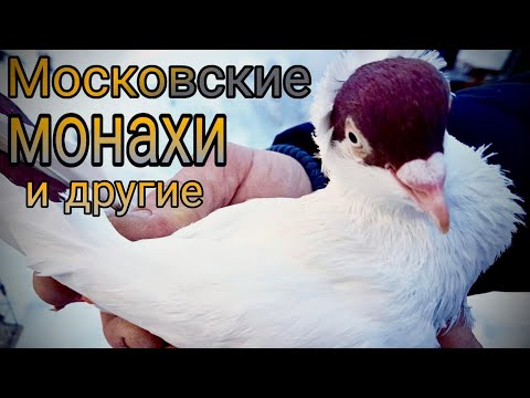 Видео: Голуби Московские монахи,панцирные,русские выставочные.Moscow Monk pigeonsRussian exhibition pigeons