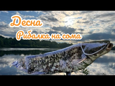 Видео: Ночівля на річці Десна. Рибалка на сома.