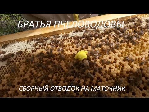 Видео: Собираем сборный отводок на маточник