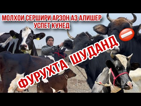 Видео: Молҳои  сершири АРЗОН АЗ АЛИШЕР УСПЕТ КУНЕД 6 ноября 2025 г.