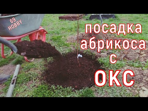 Видео: Как сажать АБРИКОС весной с ОКС! Пошаговая инструкция!