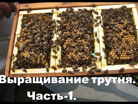 Видео: Выращивание трутня. Часть-1.