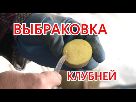 Видео: Подготовка клубней картофеля к посадке. Выбраковка. Обзор семян.