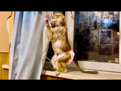 Видео: Маня РАЗОШЛАСЬ и чуть не сорвала штору, пришлось ее немного НАРУГАТЬ!