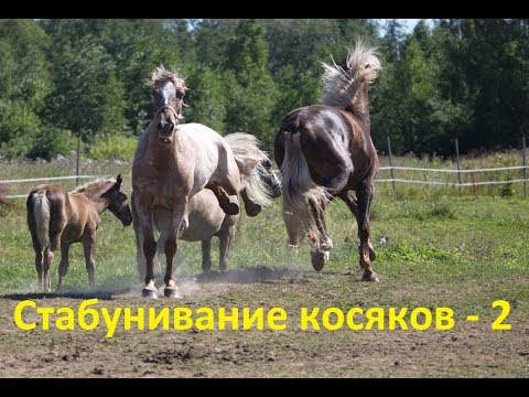 Видео: Косячный мерин. Стабунивание двух косяков. № 2