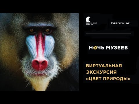 Видео: Виртуальная экскурсия "Цвета природы"