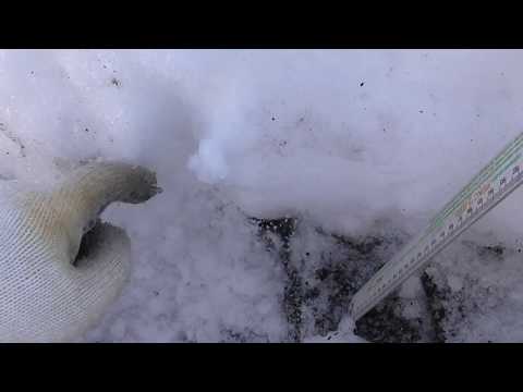 Видео: Ледяная корка и  снег на ноу-тилле  и обработанной почве.
