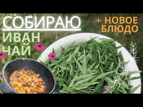 Видео: Куриные сердечки с картошкой. Собираю ИВАН ЧАЙ.