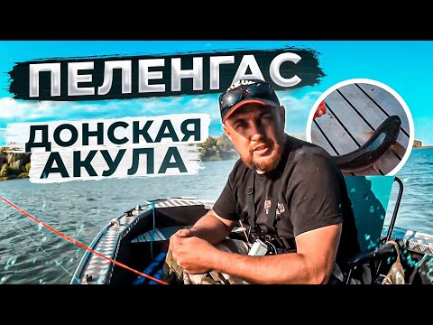 Видео: ДОНСКОЙ ПЕЛЕНГАС РЫБАЛКА С ЛОДКИ НА ДОНУ СИЛЬНЕЙШАЯ РЫБА