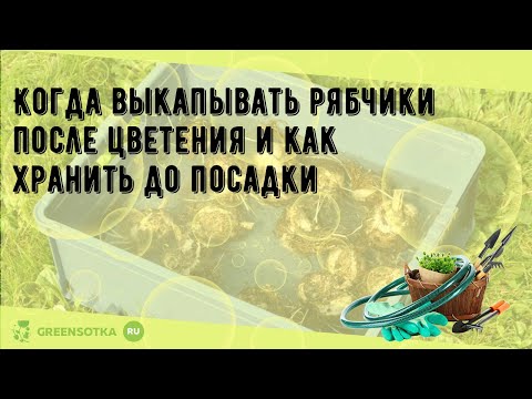 Видео: Когда выкапывать рябчики после цветения и как хранить до посадки