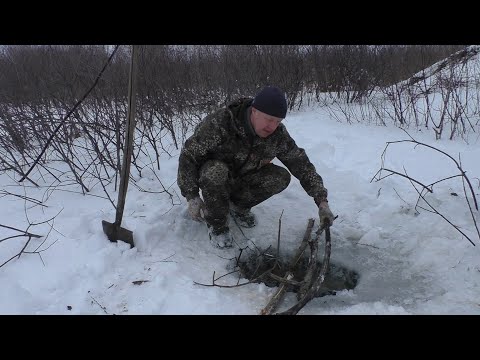 Видео: Капканы на бобра.  Разведка новых мест.  Хата бобра.