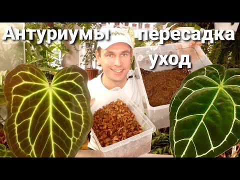 Видео: АНТУРИМЫ / Уход / Содержание / Пересадка / Грунт