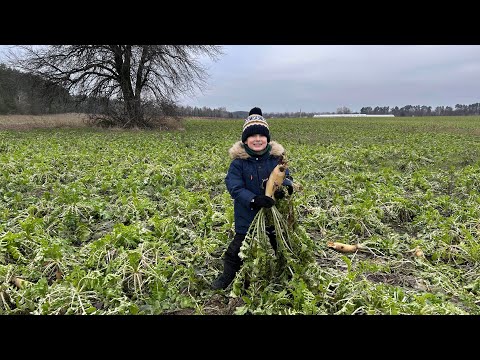 Видео: 🇺🇦Поле з сидератами 🇦🇹Який ефект?