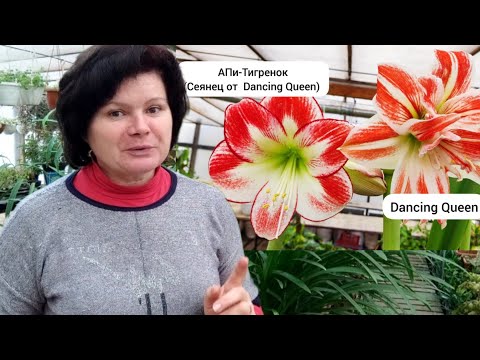 Видео: Как создать сорт. Любительская селекция.