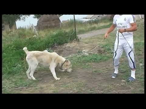 Видео: Ахалкалаки