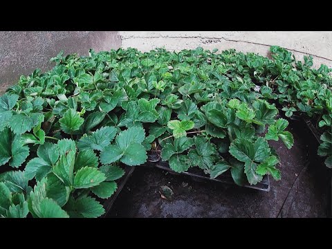 Видео: Порівння розсади полуниці зі СТАКАНЧИКА І КАСЕТИ