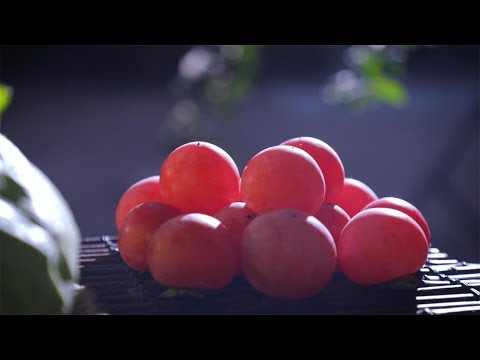 Видео: Позвольте мне спросить вас, что бы вы съели, если бы не ели Хого в снежный день?| Liziqi Channel