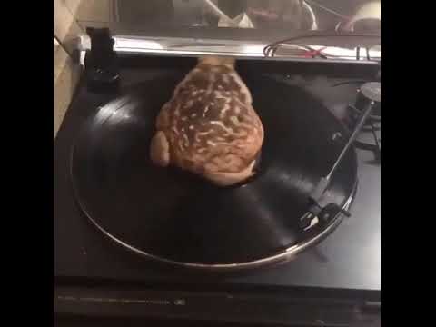 Видео: Лягушка крутится на пластинке 10 часов под Рюмка водки на столе