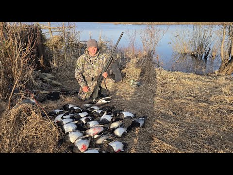 Видео: ЛУЧШАЯ ОХОТА НА СЕВЕРНУЮ УТКУ. СТВОЛЫ НЕ УСПЕВАЛИ ОСТЫВАТЬ. ОХОТА С НАПАРНИКОМ НА СЕВЕРЕ.