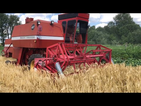 Видео: Молотимо вперше ячмінь цим комбайном. Урожайність непогана Massey Ferguson 487