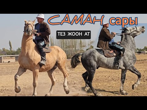 Видео: САМАН САРЫ ЖООН ЖОЛПУ ЭКИ АТ 