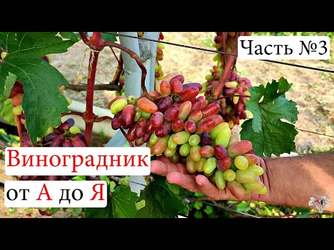 Видео: Виноградник с НУЛЯ. С чего НАЧАТЬ. Основные ОШИБКИ. Часть №3