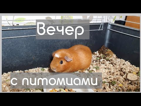 Видео: ВЕЧЕР С МОИМИ ПИТОМЦАМИ//ОТВЕЧАЮ НА ВОПРОСЫ//КОРМЛЮ ПИТОМЦЕВ