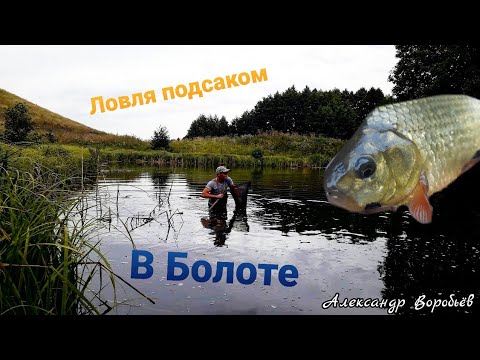 Видео: ИЗ БОЛОТА В ЧИСТЫЙ ПРУД.Ловля Жёлтого Карася в болоте.Зарыбляю пруд.