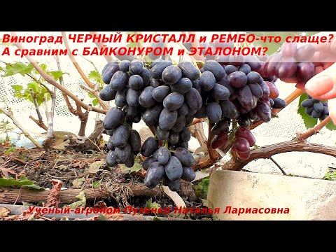 Видео: Виноград Черный кристалл и Рембо- что слаще? Давайте сравним с Байконуром и Эталоном? Кто вкуснее?