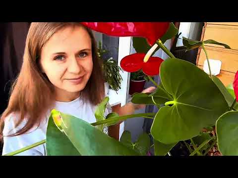 Видео: Пересадка антуриума шаг за шагом