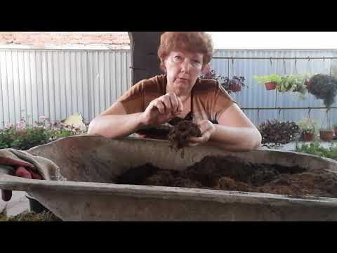 Видео: Мои декоративно лиственные бегонии деление куста