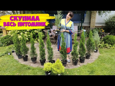 Видео: Скупила весь питомник и счастлива! Зачем мне столько туй? Куда я их посажу? ВЛОГ из сада.