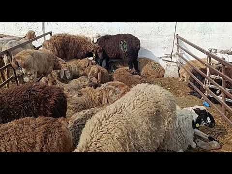 Видео: 5 октябрь 2025 жыл токмок мал базары койлордун баасы 