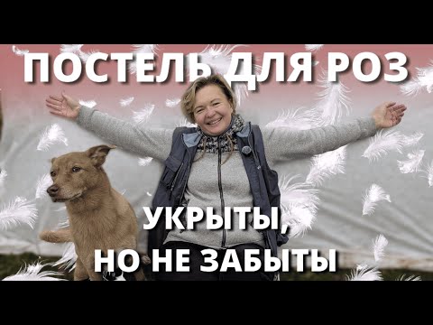 Видео: УКРЫТИЕ РОЗ НА ЗИМУ. Последний рывок.