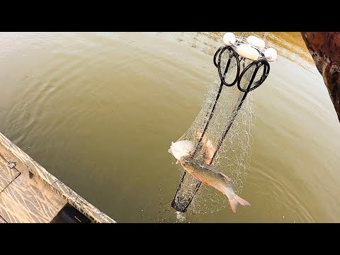 Видео: ВОТ ЭТО КОСИЛОВО!!! НЕ УСПЕВАЮ ЗАБРАСЫВАТЬ!!! КАРАСИ И ЛЕЩИ ИДУТ ПАЧКАМИ. Рыбалка на ХАПУГУ-ХЛОПОК