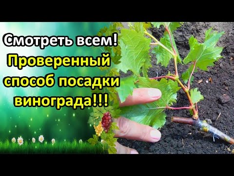 Видео: СМОТРЕТЬ ВСЕМ!!! САМЫЙ ПРОВЕРЕННЫЙ СПОСОБ ПОСАДКИ ВИНОГРАДА!